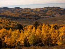 Aspens In Valley