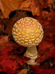 Small Mushroom - Acadia National Park