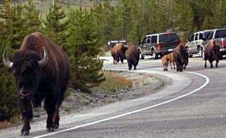 Bison Herd Crossing The Road