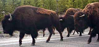 Bison On Road