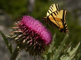 Butterfly On Bull Thistle