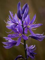 Blue Camas