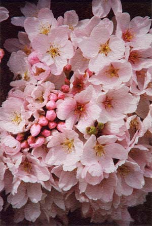 Cherry Blossoms - Renton, Washington