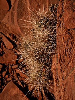Cactus In Sandstone