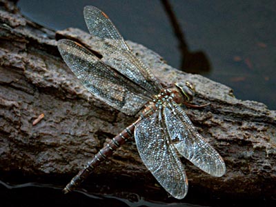 Dragonfly On Log