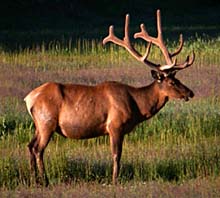 Bull Elk