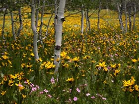 Balsamroot, Geraniums, Aspen