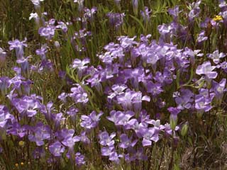 Gentians