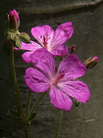 Sticky Geraniums