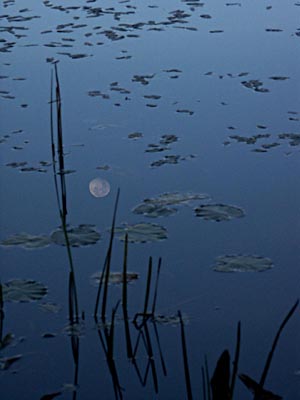 Grass, Moon, Water Lilies