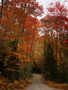 Fall Colors - Seal Cove, Maine