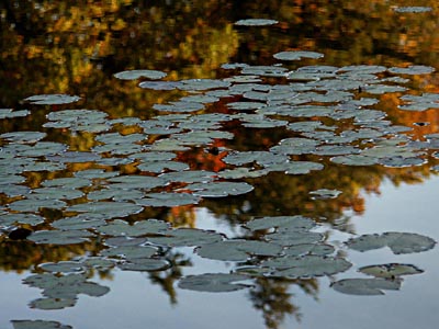 Lilies, Reflection