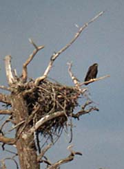 Immature Bald Eagle