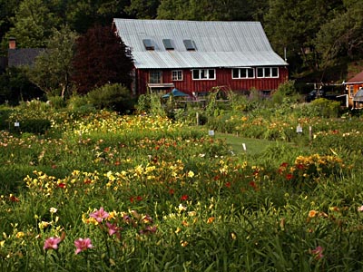 Lilies, Barn