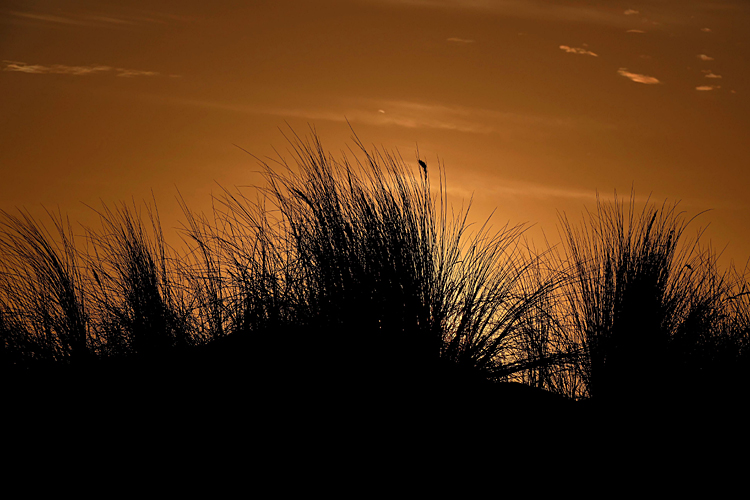 Sunset Behind Dune Grass
