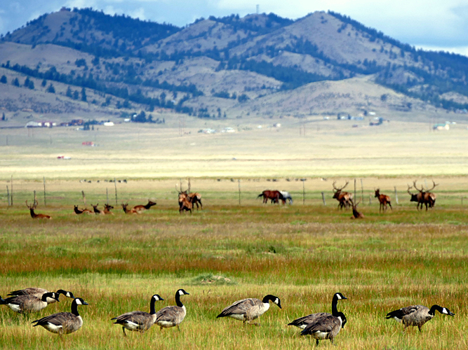 Geese, Elk, Horses, Cows