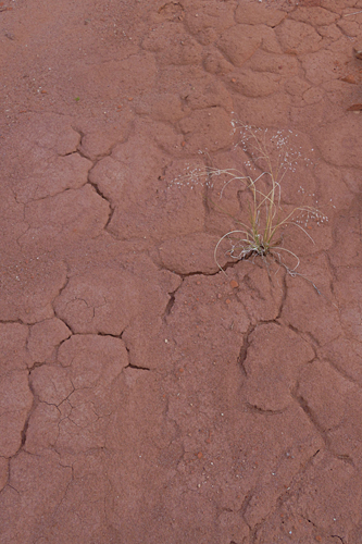 Cracks In Mud