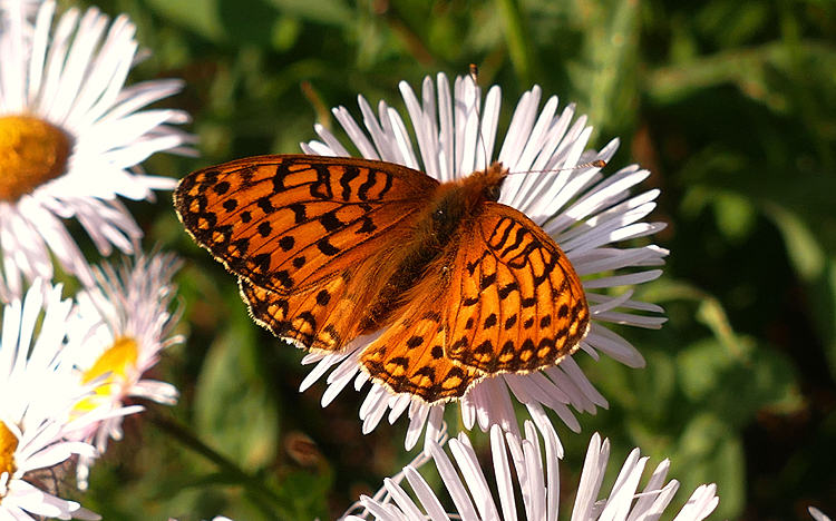 Butterfly on Daisies