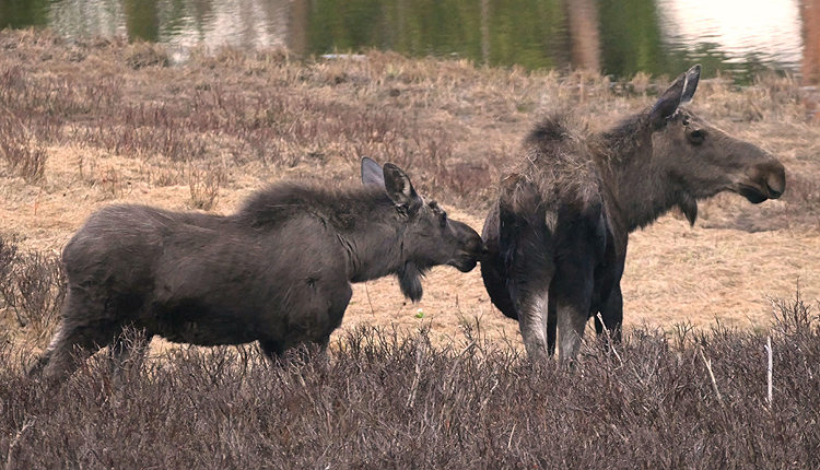 Moose Cow And Calf