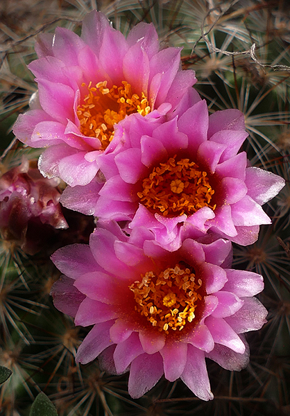 Cactus Flowers