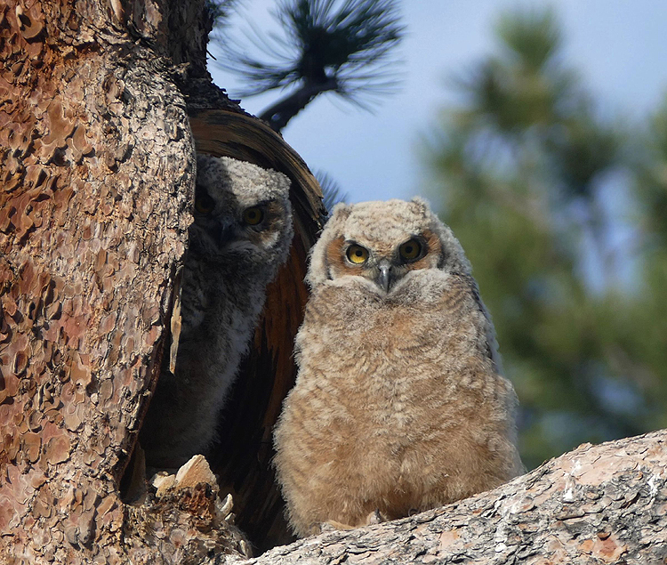 Owlets