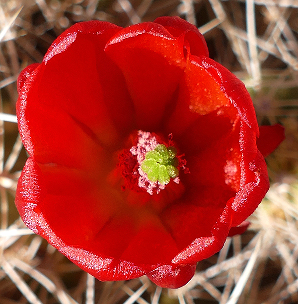 Red Cactus Blossom