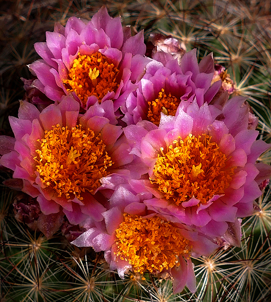 Cactus Flowers