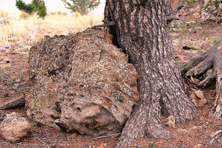 Rock And Bristlecone