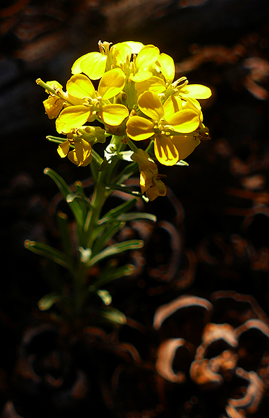 Prairie Wallflower