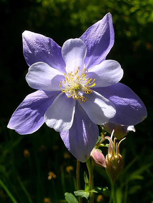 Columbine