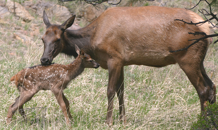 Elk Cow And Calf