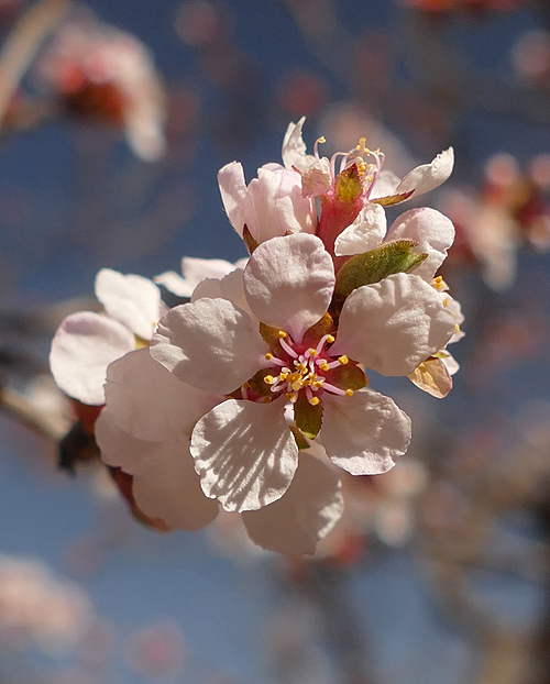 Plum Blossoms