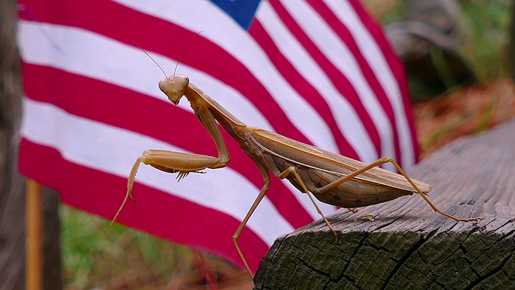 Preying Mantis, Flag