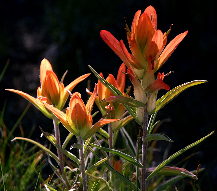 Orange Paintbrushes