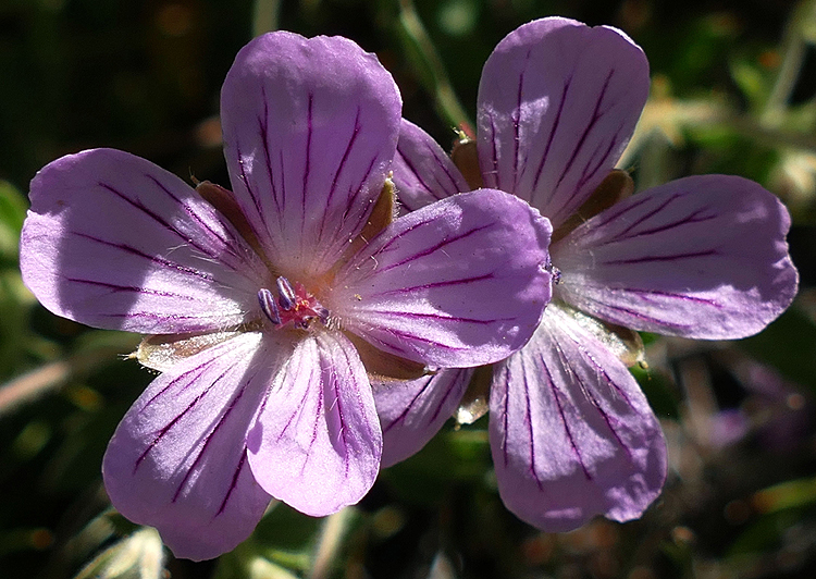 Mountain Geraniums