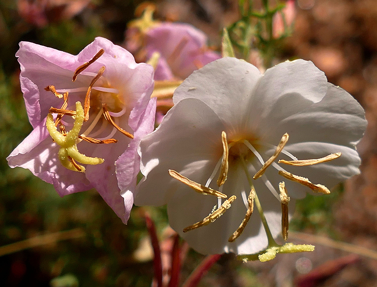 Pink And White Blossoms