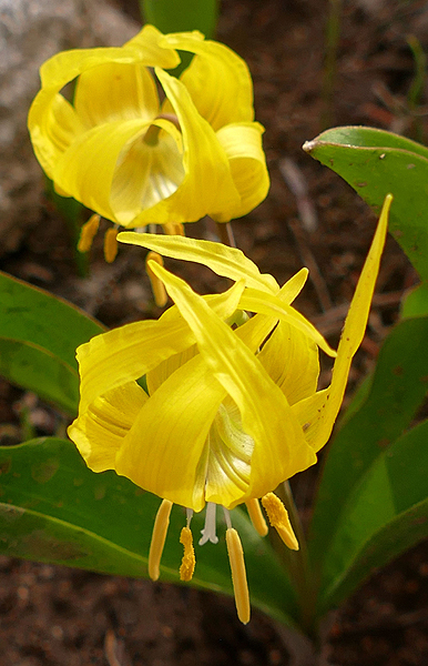 Glacier Lilies