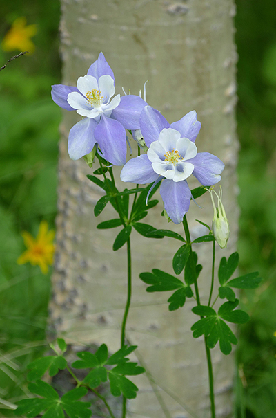 Columbines