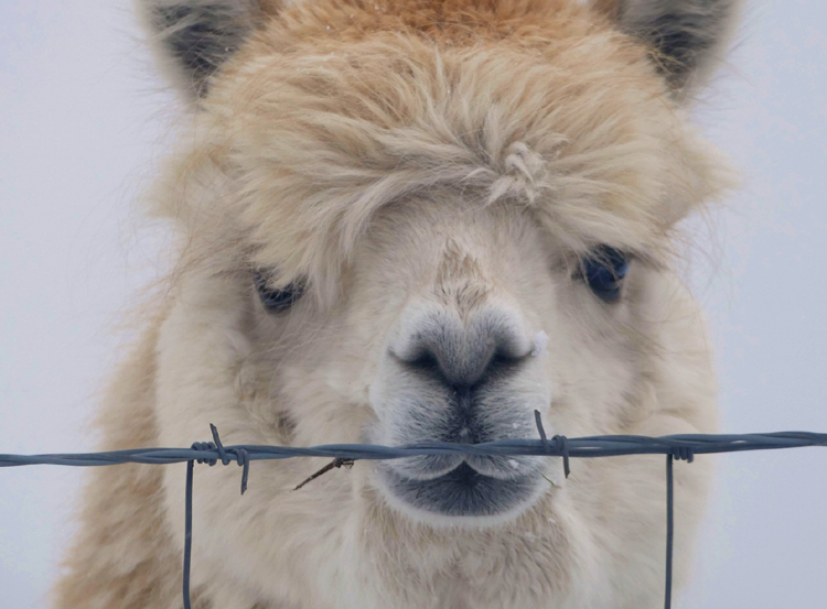 Friendly Alpaca