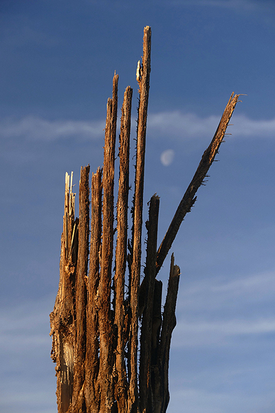 Dead Saguaro, Moon