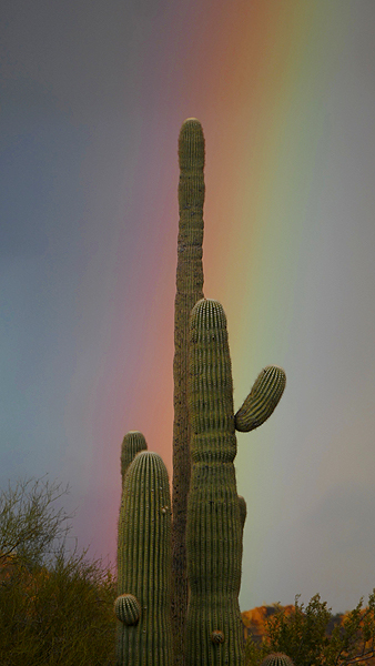 Saguaros, Rainbow