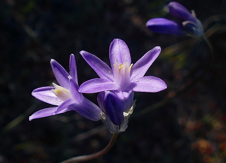 Blue Flowers