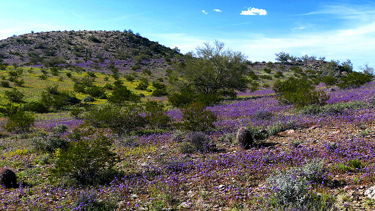 Arizona Wildflowers