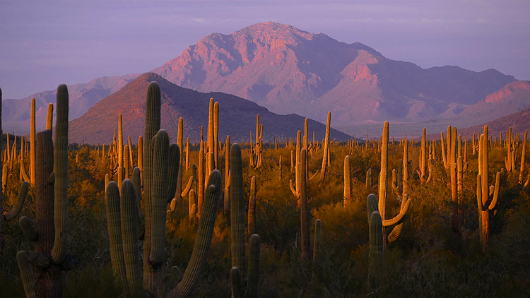 Sunset Colors In The Desert