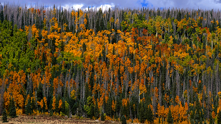 Fall Aspen