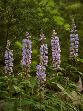 Lupines Against Needles