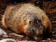 Yellow-Bellied Marmot