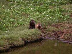 Two Marmots