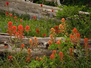 Indian Paintbrush