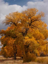 Plains Cottonwoods